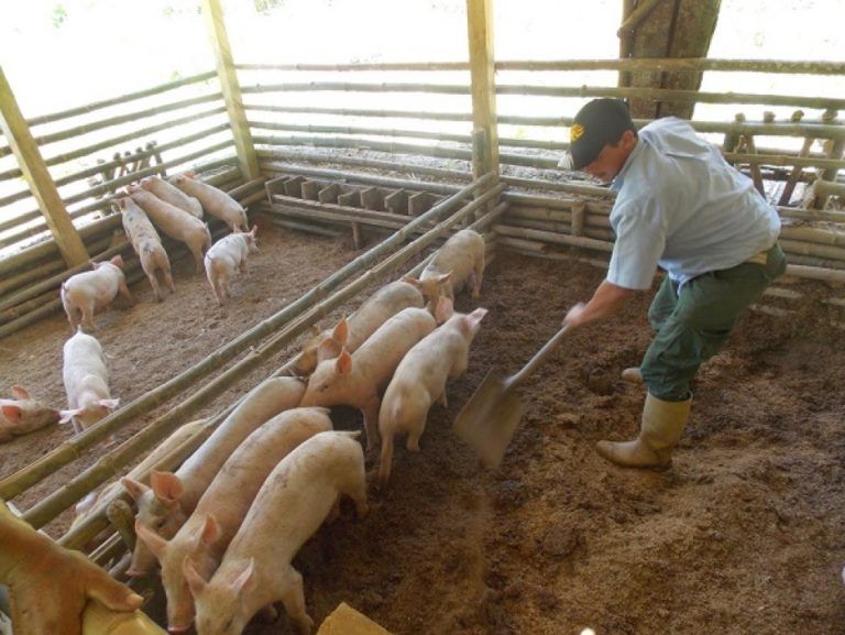 Seis productos agropecuarios podrían ser exportados al Ecuador