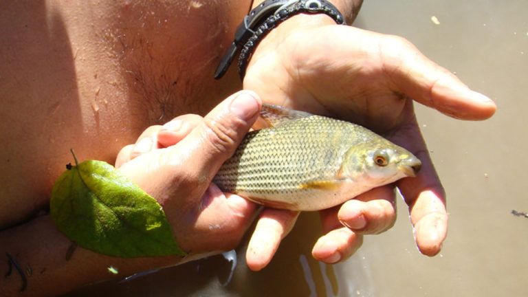 Innovador proyecto para el cultivo de peces