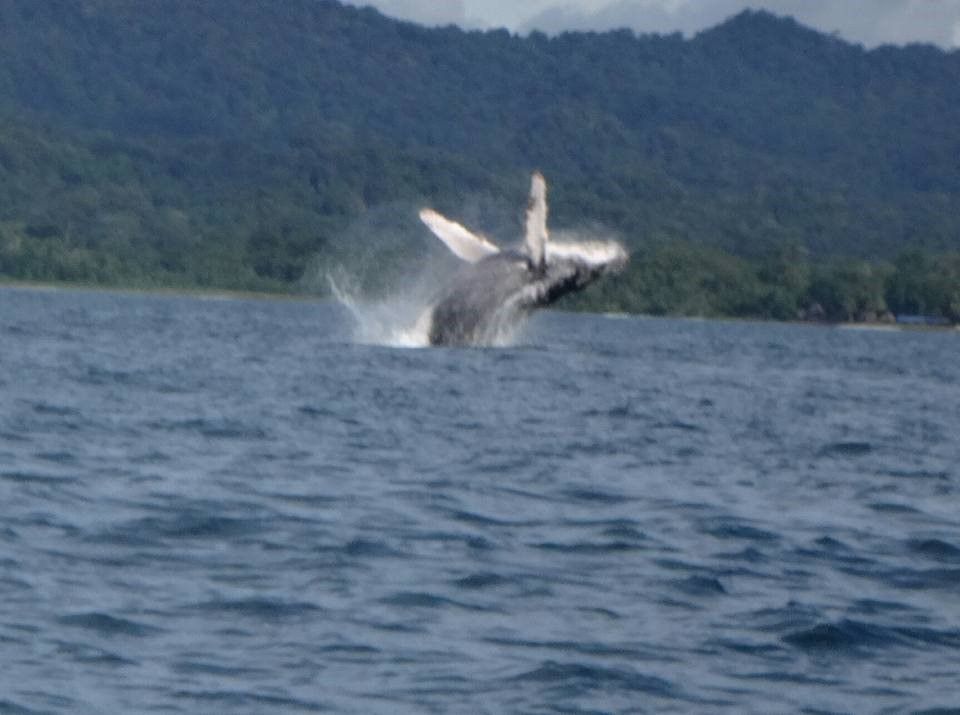 Ballenas