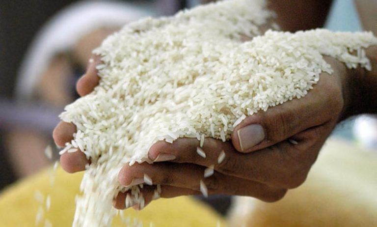 Cosecha histórica de arroz favorece al consumidor
