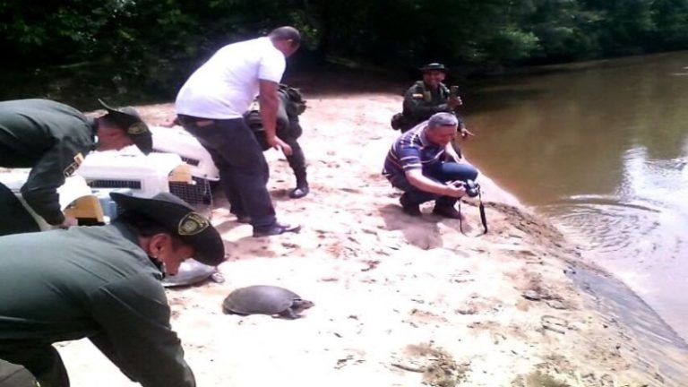 Caquetá libera tortugas en peligro de extinción