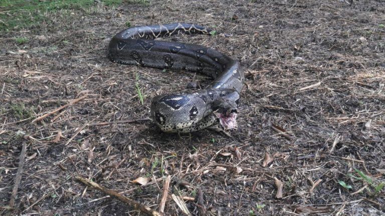Boa constrictor rescatada en Gualanday