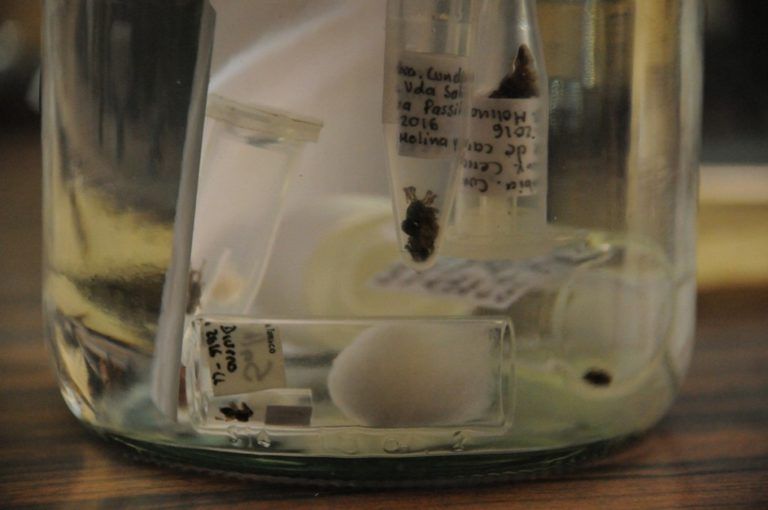 Nueva especie de araña saltadora