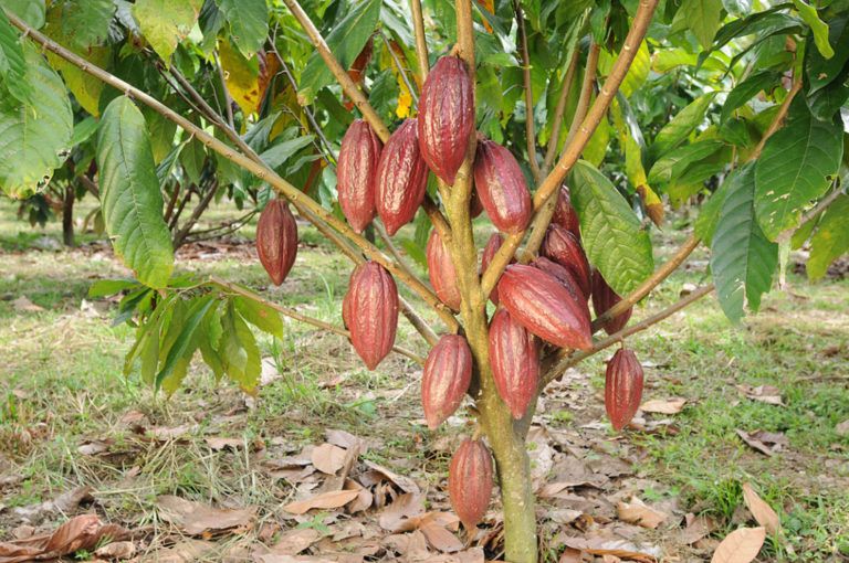 Benefician producción de cacao en Valle del Cauca
