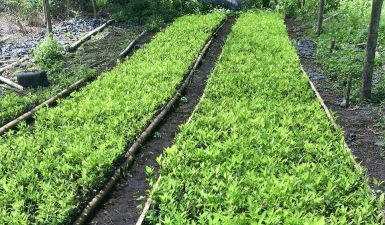 Antioquia le apuesta a la erradicación de cultivos ilícitos