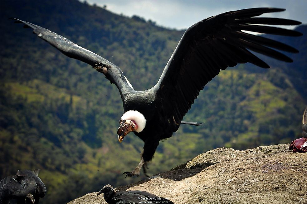 Biodiversidad