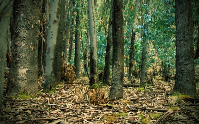 El sector agropecuario le apuesta a la conservación de la biodiversidad