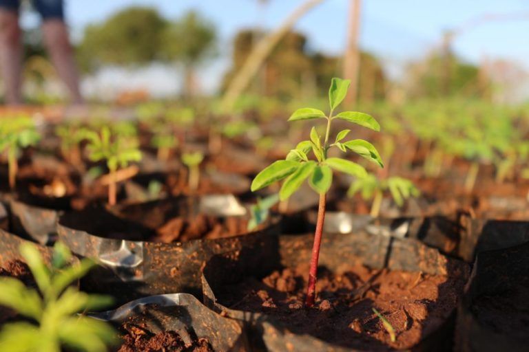 Productores deben reforzar buenas prácticas en manejo de insumos