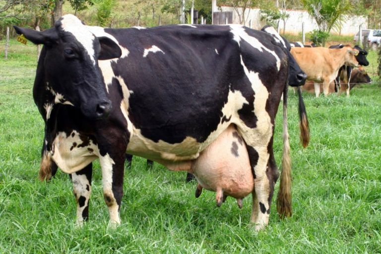 El síndrome de la vaca gorda