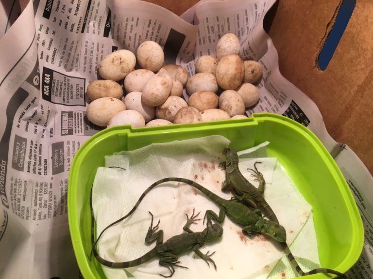 Nacen iguanas de huevos decomisados en semana santa
