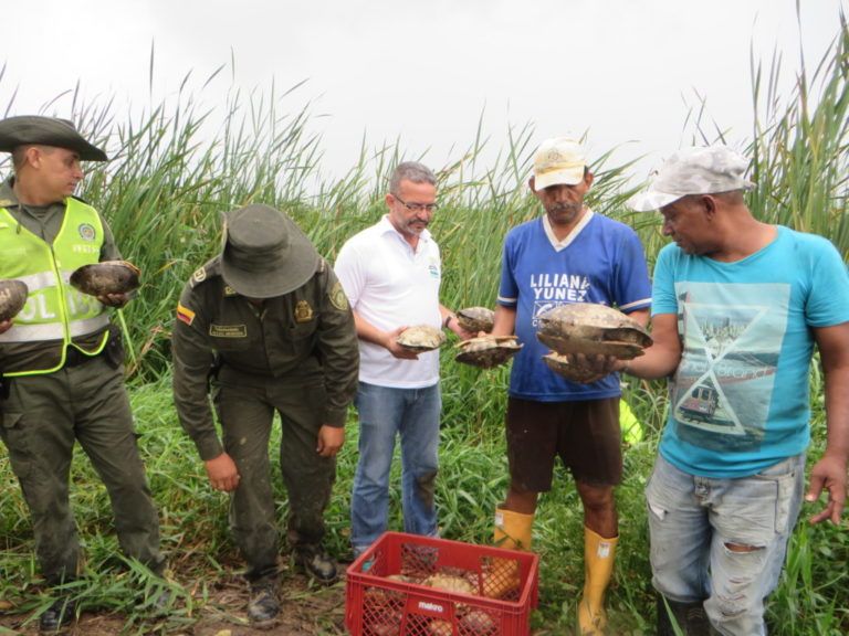 Fauna silvestre vuelve a su habitát en la ciénaga de Ayapel