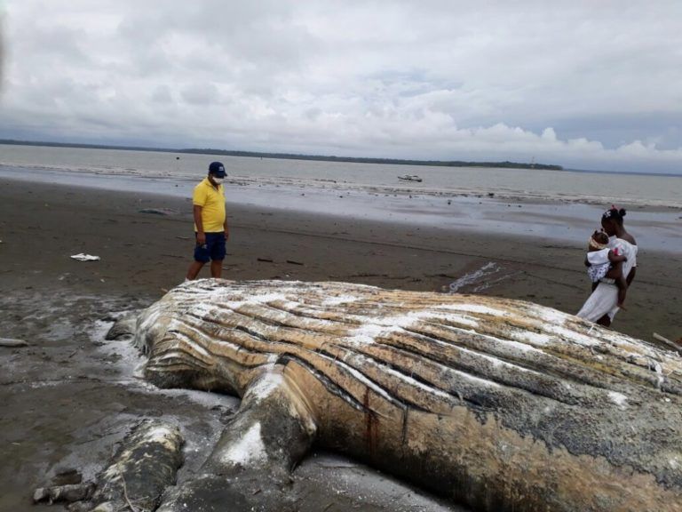 Encuentran ballena jorobada muerta en el pacífico vallecaucano
