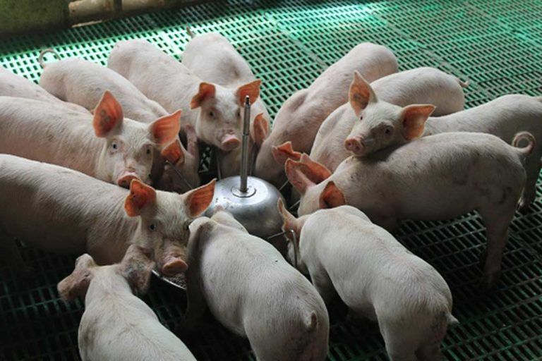 Buenas prácticas para la producción porcícola