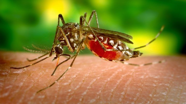 FAO lucha contra el virus del Zika en zonas rurales