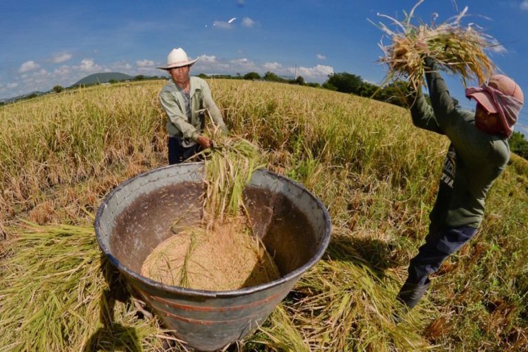 ¿Tranquilidad para los arroceros?