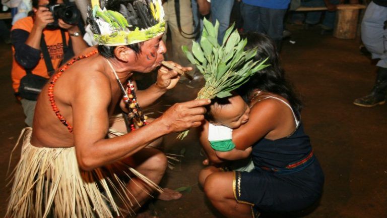 Plantas medicinales para tratar la leishmaniosis