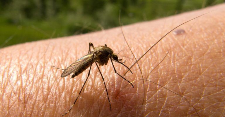 Alarma en Colombia por el regreso de la malaria