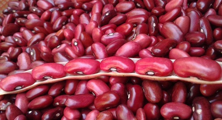 Colombianos crean frijoles resistentes al cambio climático