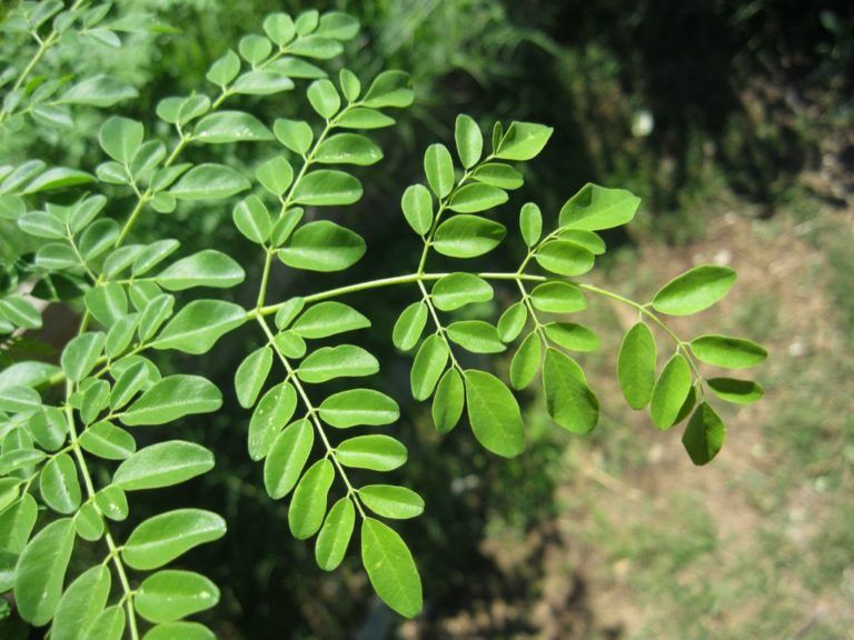 El poderoso árbol de la moringa