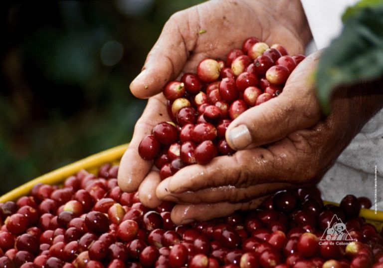 Indonesia, el nuevo aliado comercial para el campo colombiano