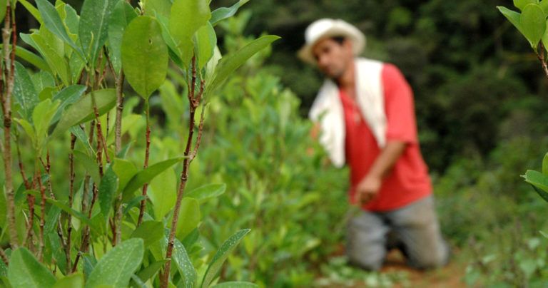 Los cultivos ilícitos y la agricultura en Colombia