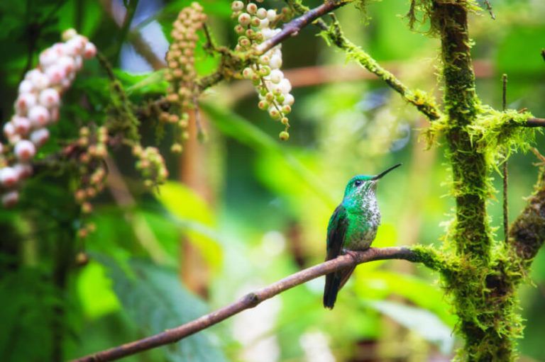 La biodiversidad como un recurso de desarrollo sostenible