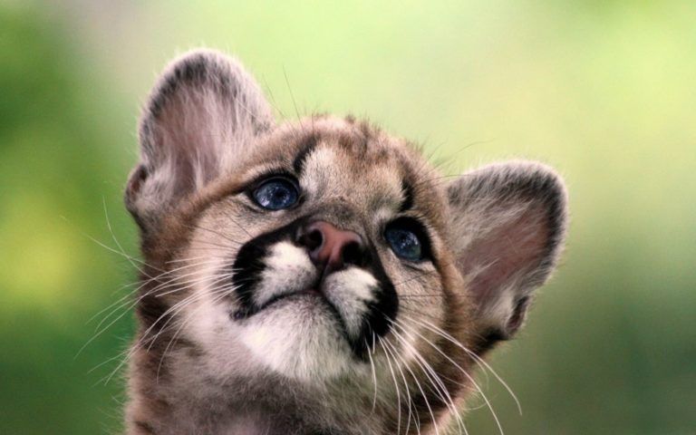 Un portal de fotografía para la fauna silvestre