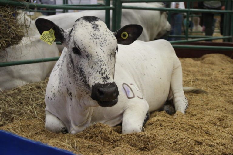Universidad Nacional monitorea los animales de Agroexpo