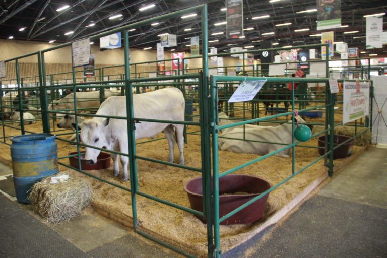 Excelentes resultados para AgroExpo 2017