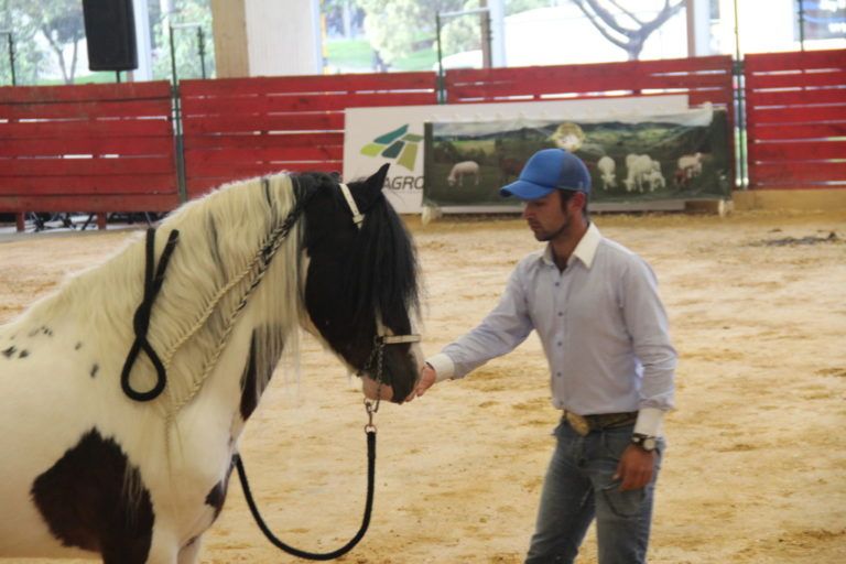 Los mejores ejemplares equinos estuvieron presentes en Agroexpo
