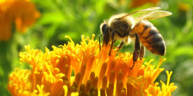 Con proyecto de ley, Colombia busca salvar abejas