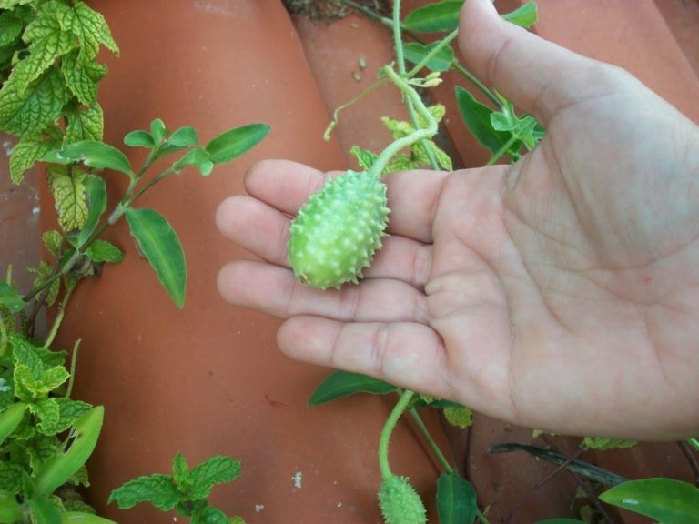 Pepino de monte, “shamuna” en lengua Wayuu