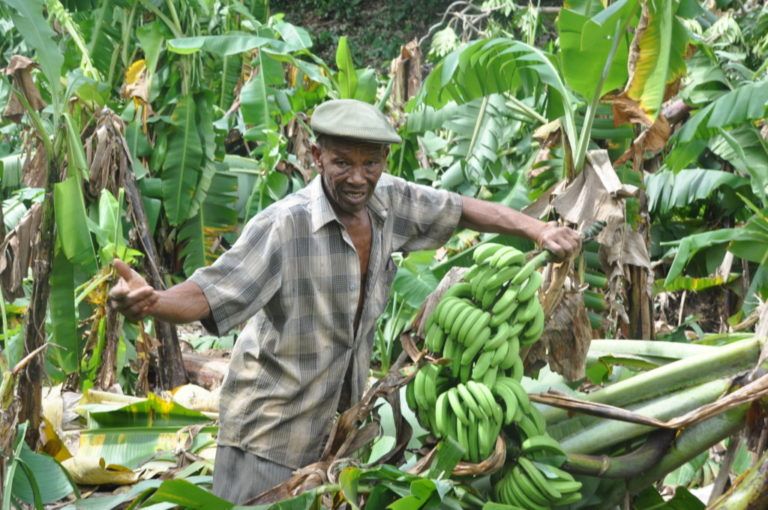 El banano se encuentra en problemas salados