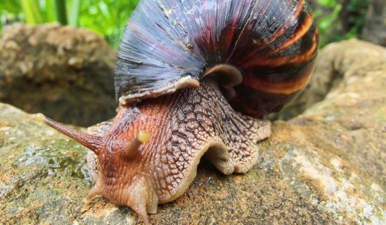 Alerta por el caracol africano gigante