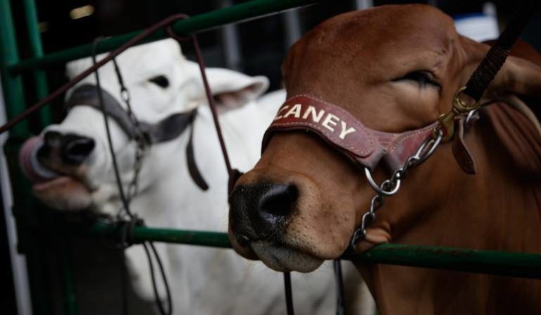 Venezuela prohibió el ingreso de carne colombiana
