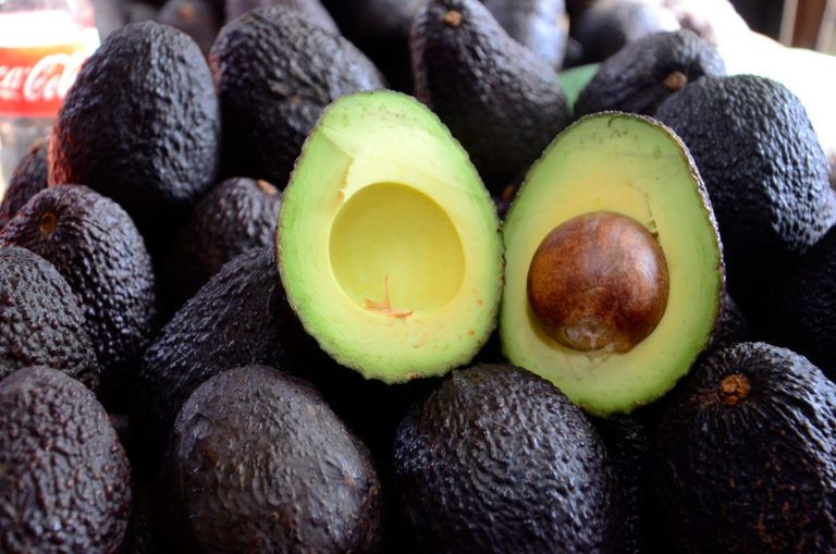 Producción permanente de aguacate Hass en Colombia