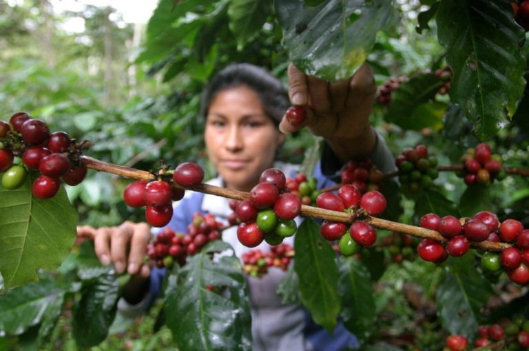 Foro Mundial de Productores de Café