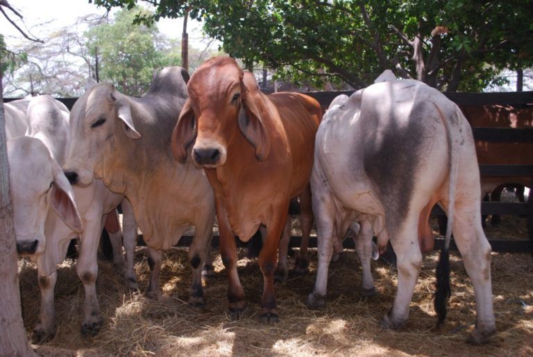 Ganaderia en La Guajira deteriora rapidamente los suelos