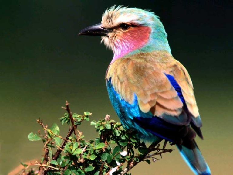 Las aves silvestres en riesgo por parásitos aún no identificados