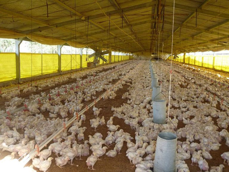 Sistema automático previene deshidratación y muerte de pollos