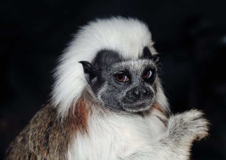 4 osos perezosos y 6 titis cabeciblancos regresan a su hábitat natural