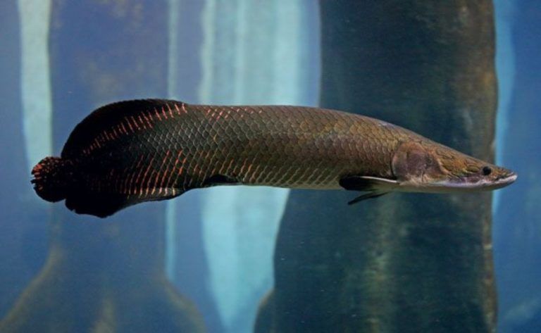 Pirarucú, un manjar de agua dulce