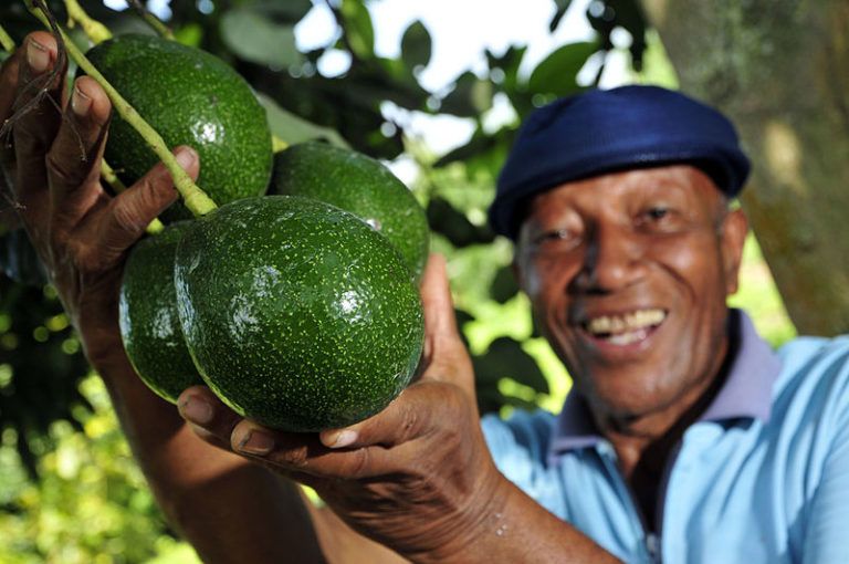 Familias productoras de aguacate Hass exportan primer container a EE.UU.