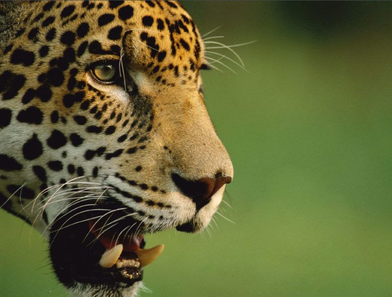 Plan para incrementar la diversidad genética de los jaguares
