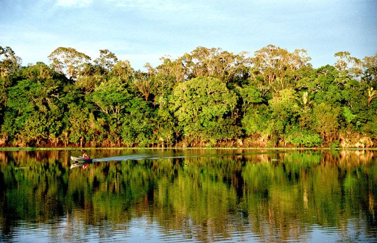 La Amazonía busca preservar su zona arbórea por medio de la tecnología