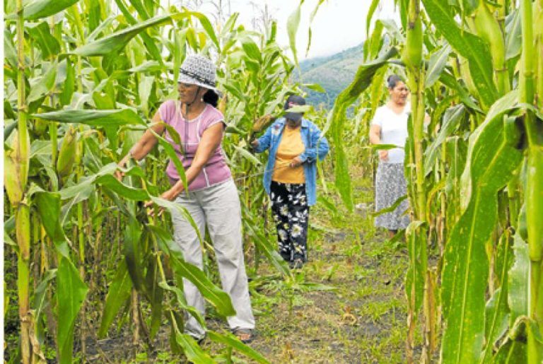 Mujeres rurales con alto potencial financiero para fortalecer el campo