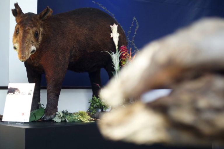 La exposición que cuenta cómo tala excesiva de árboles extingue animales en Colombia