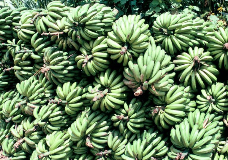 Manual para mejorar salud y seguridad de trabajadores bananeros
