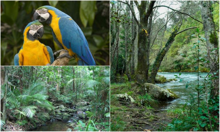 Un millón quinientas mil hectáreas de ecosistemas se han transformado en Colombia