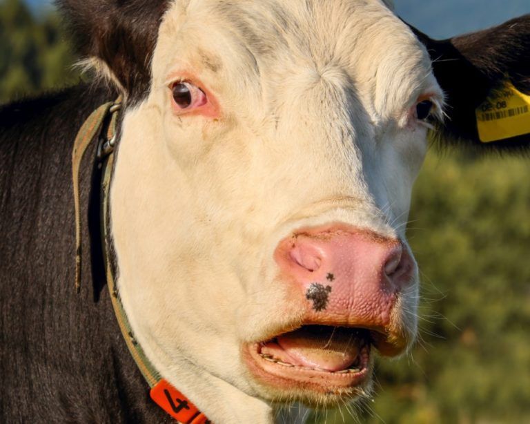 Radio Mundo Rural: Nuevas rebajas en precios internacionales de la leche